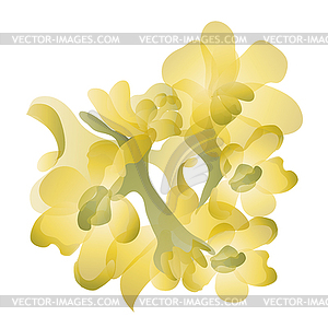 Jojoba flowers - vector image