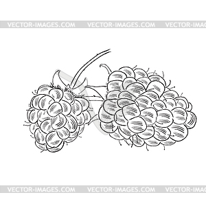 Raspberry . Sketch style - vector clipart