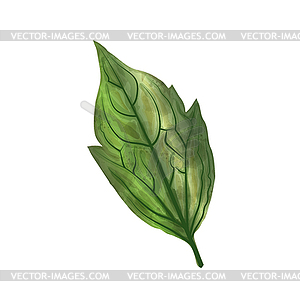 Watercolor leaf , digital - vector clip art