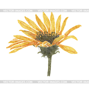 Watercolor yellow flower - vector clip art