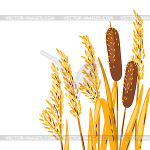 Background of bulrush or reed. autumn plant - vector image