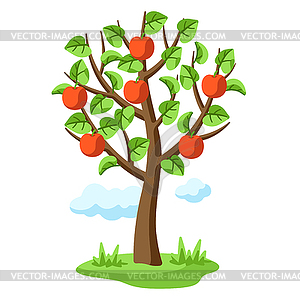 Summer tree with apples and leaves. Seasonal  - color vector clipart