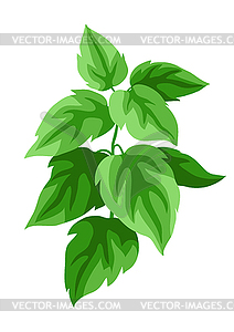 Twigs with leaves. Beautiful decorative spring plant - vector clipart