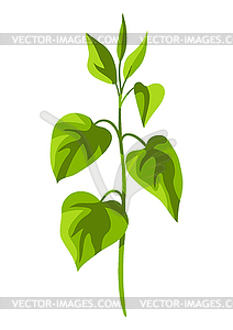 Twigs with leaves. Beautiful decorative spring plant - vector image