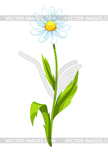 Chamomile flower. Beautiful decorative spring plant - vector clipart