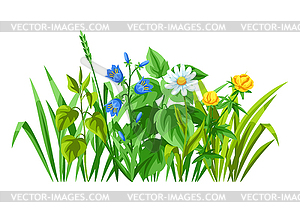 Background with meadow flowers. Herbs and cereal - vector clipart / vector image