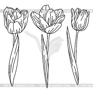 Set of tulip flowers. Beautiful decorative plants - vector clipart