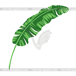 Стилизованный пальмовый лист. тропическая листва и растения - векторный клипарт Royalty-Free