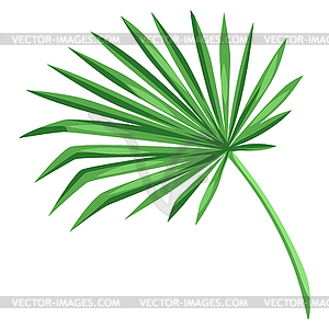 Stylized palm leaf. tropical foliage and plant - vector clipart