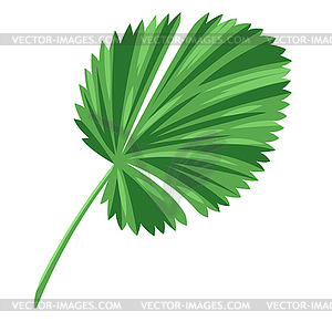 Stylized palm leaf. tropical foliage and plant - vector image