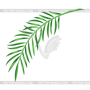 Stylized palm leaf. tropical foliage and plant - vector image