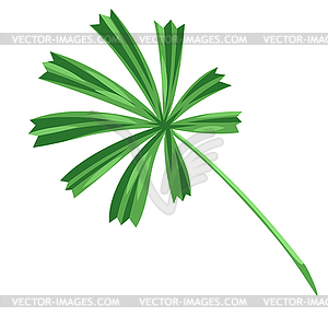 Stylized palm leaf. tropical foliage and plant - vector clipart