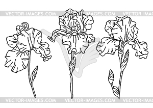 Set of iris flowers. Beautiful decorative plants - vector image