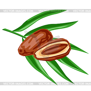 Dates fruits and palm leaves. Tropical vegetarian - vector clipart / vector image