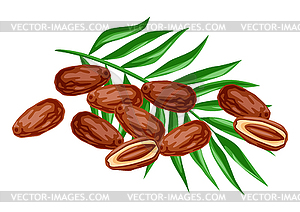 Dates fruits and palm leaves. Tropical vegetarian - vector clipart