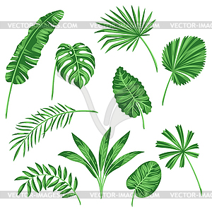 Набор стилизованных пальмовых листьев. тропическая листва и - изображение в векторе