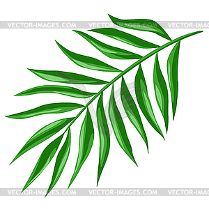 Stylized palm leaf. Decorative tropical plant - vector clipart