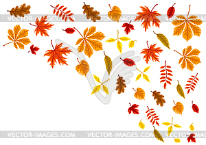 Background with autumn leaves. with various foliage - vector clipart