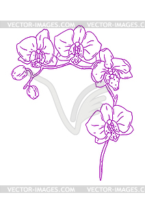 Orchid flower. Beautiful decorative plant - stock vector clipart