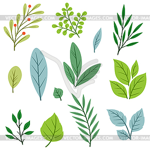 Set of sprigs with green leaves. Decorative - vector image