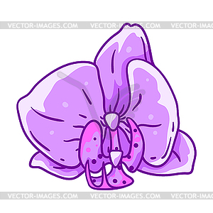 Orchid flower. Beautiful decorative plant - vector image