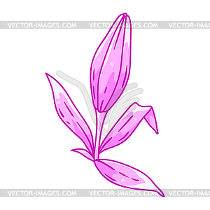 Lily flower. Beautiful decorative plant - royalty-free vector image