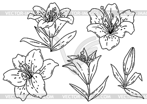 Set of lilies flowers. Beautiful decorative plant - white & black vector clipart