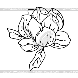 Lily flower. Beautiful decorative plant - vector clipart