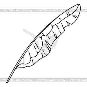 Banana palm leaf. Decorative tropical foliage and - vector image