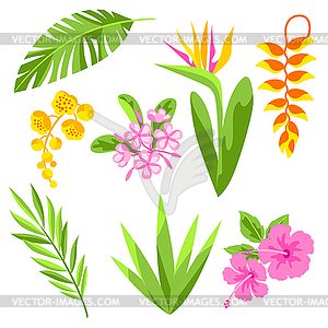 Set of tropical flowers. Decorative exotic foliage - vector image