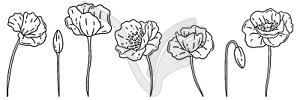 Set of poppies flower. Beautiful decorative plant - white & black vector clipart