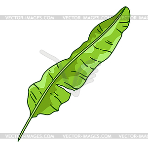 Banana palm leaf. Decorative tropical foliage and - vector image