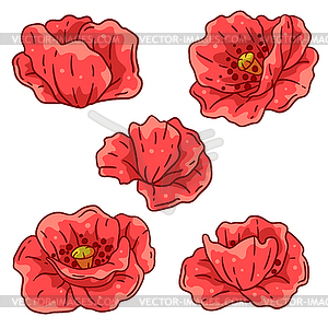 Set of poppies flower. Beautiful decorative plant - vector clipart
