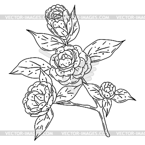 Camellia branch. Beautiful decorative plant - vector image