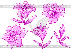 Set of lilies flowers. Beautiful decorative plant - vector image