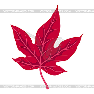 Sweet gum leaf. Decorative autumn foliage - vector image