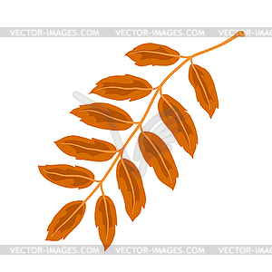 Rowan leaf. Decorative autumn foliage - vector image