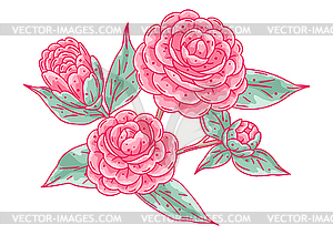 Camellia branch. Beautiful decorative plant - vector image