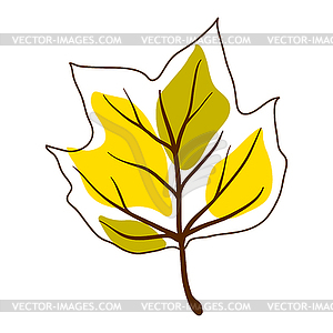 Tulip poplar leaf. Decorative autumn foliage - vector clipart