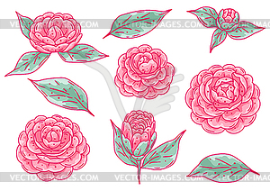 Set of camellia flowers. Beautiful decorative plant - vector image