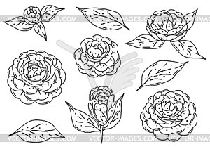 Set of camellia flowers. Beautiful decorative plant - vector clip art