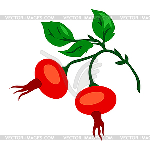 Rose hips. plant and berries - vector clipart