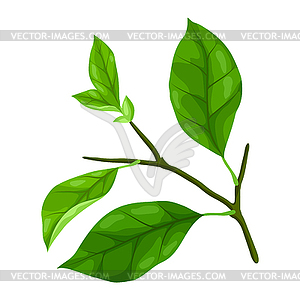 Branch with leaves. Spring or summer stylized - vector clipart