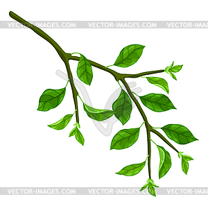 Branch with leaves. Spring or summer stylized - vector EPS clipart