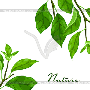 Background with branches and leaves. Spring or - vector clip art