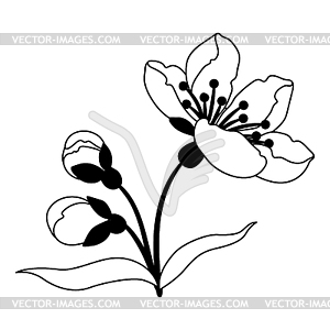 Spring flower buds. Apple, sakura or cherry blossom - vector clipart