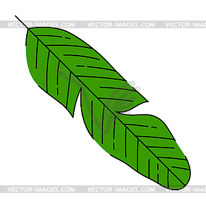 Banana palm leaf. Decorative tropical foliage and - vector clip art