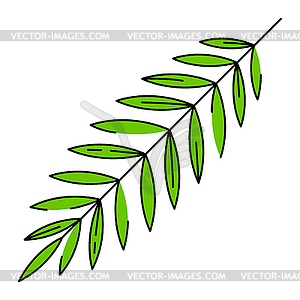 Coconut palm leaf. Decorative tropical foliage and - vector image