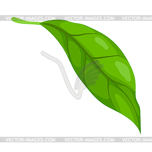 Leaf. Spring or summer stylized foliage - vector image