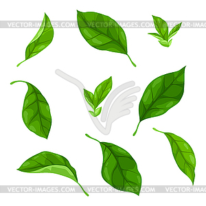 Set of leaves. Spring or summer stylized foliage - vector image